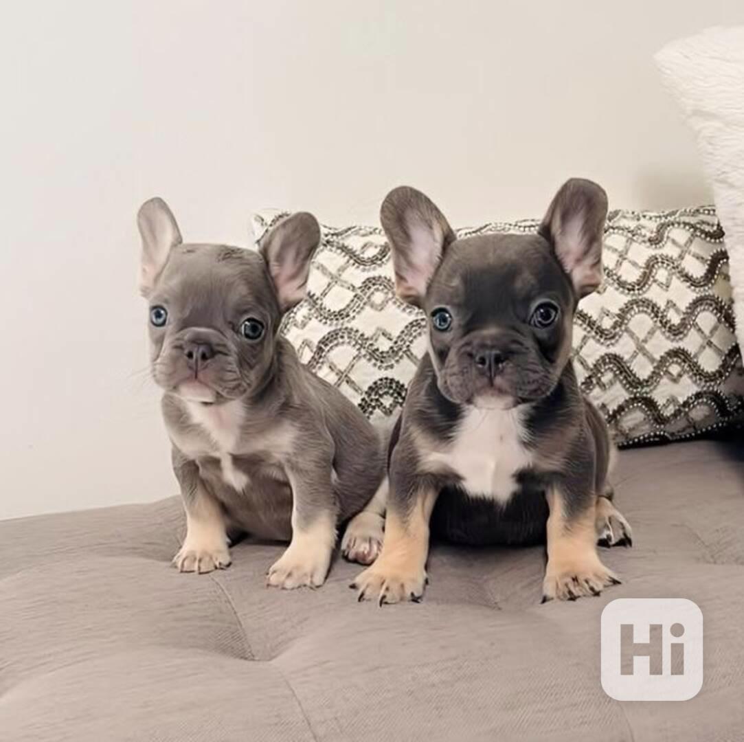 🐾 Krásná štěňata francouzského buldočka na prodej - foto 1