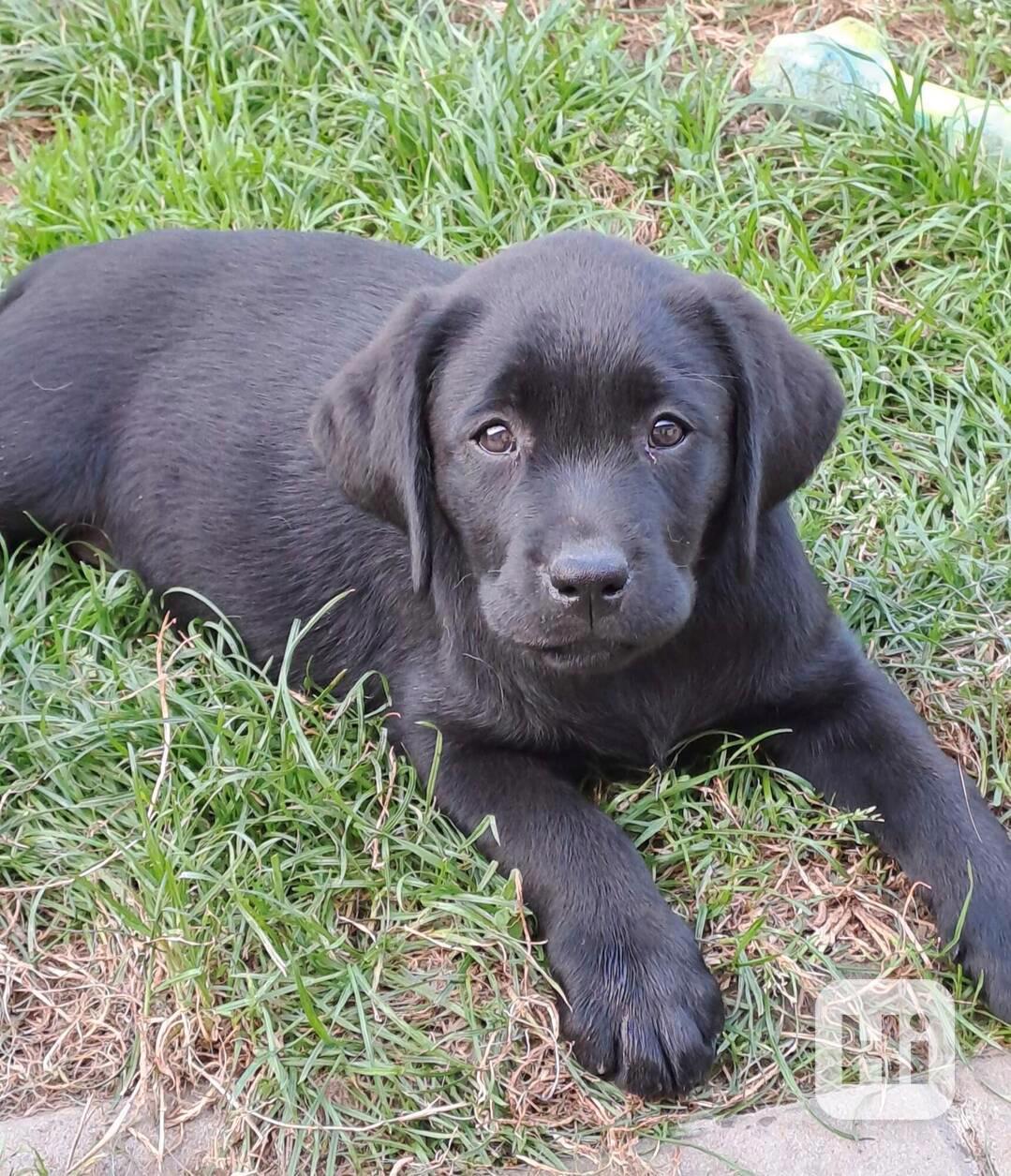 Labrador - černá fenečka s PP - foto 1