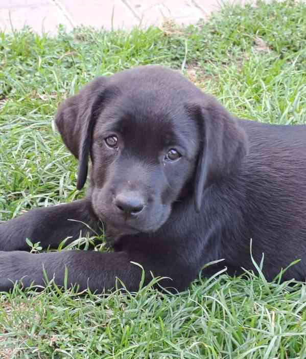 Labrador - černá fenečka s PP - foto 2