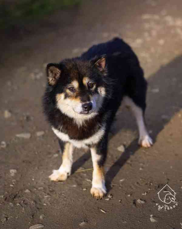 Hoshi a Yuko z útulku Voříškov - foto 3