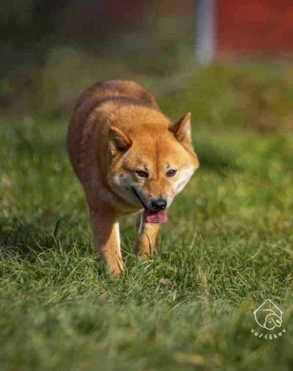 Hoshi a Yuko z útulku Voříškov - foto 5