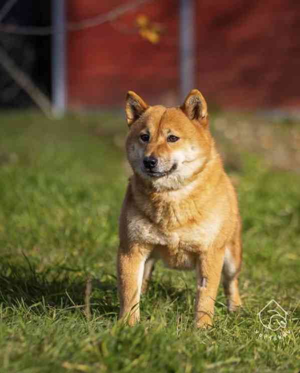 Hoshi a Yuko z útulku Voříškov - foto 6