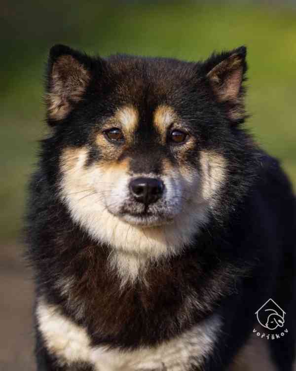 Hoshi a Yuko z útulku Voříškov - foto 4