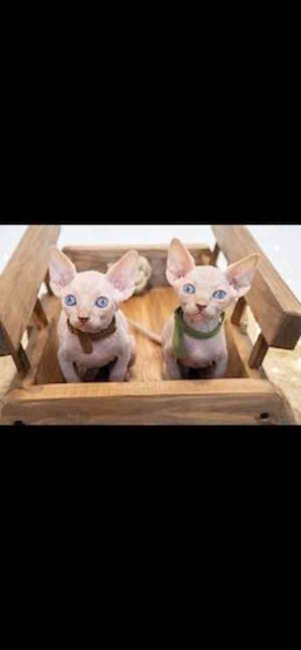 Kanadský sphynx s pp - foto 3