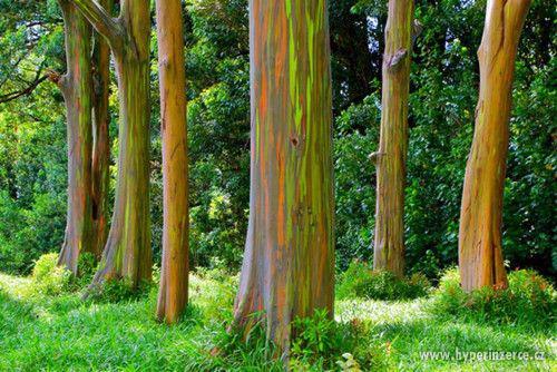 Eucalyptus deglupta - duhový eukalyptus - semena 30 ks. - foto 4