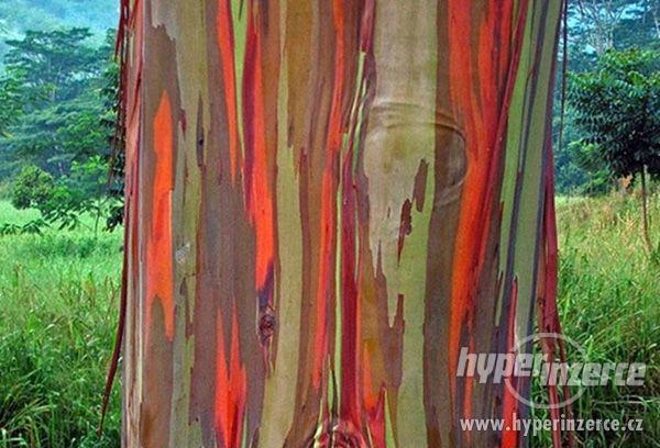 Eucalyptus deglupta - duhový eukalyptus - semena 30 ks. - foto 6