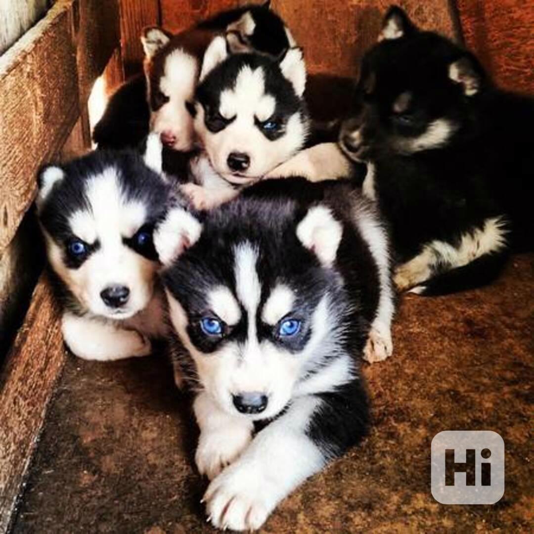 Krásná štěňata sibiřského huskyho - foto 1