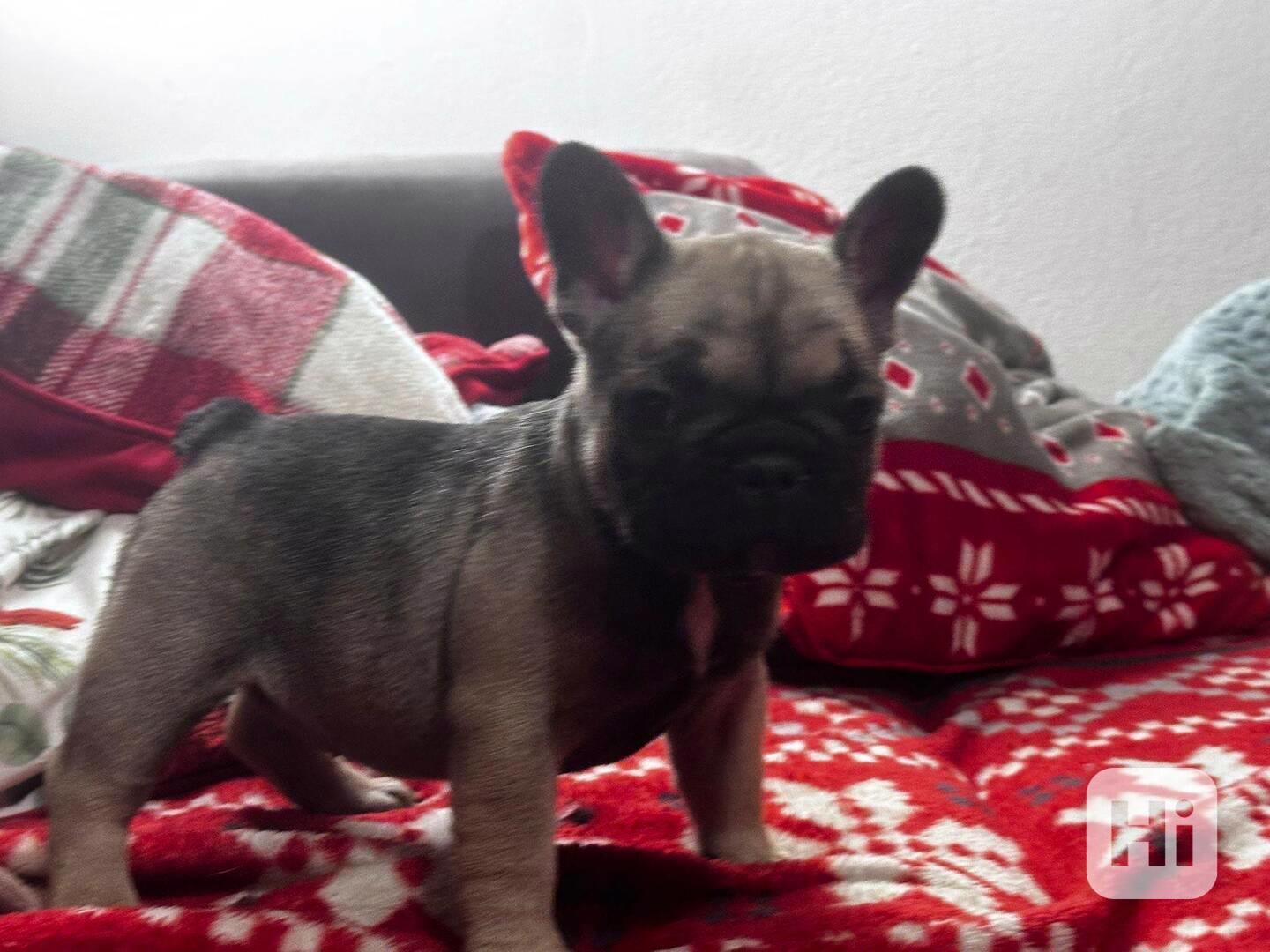 Štěně francozského buldočka - foto 1