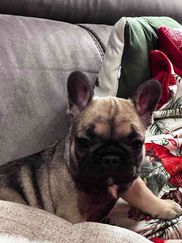 Štěně francozského buldočka - foto 2