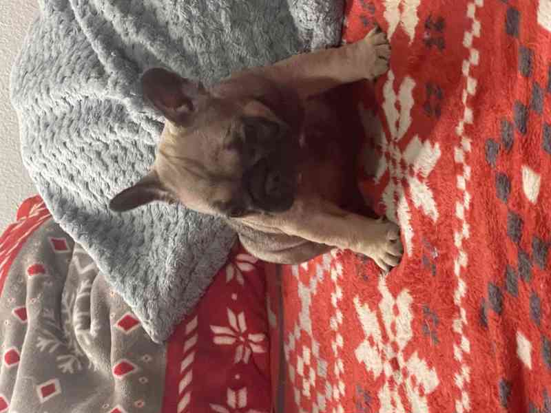 Štěně francozského buldočka - foto 5