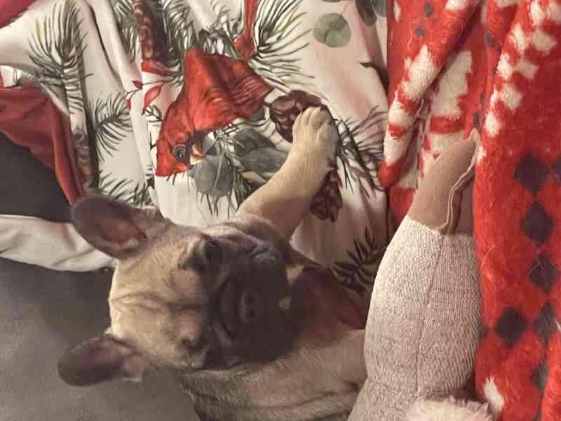 Štěně francozského buldočka - foto 6
