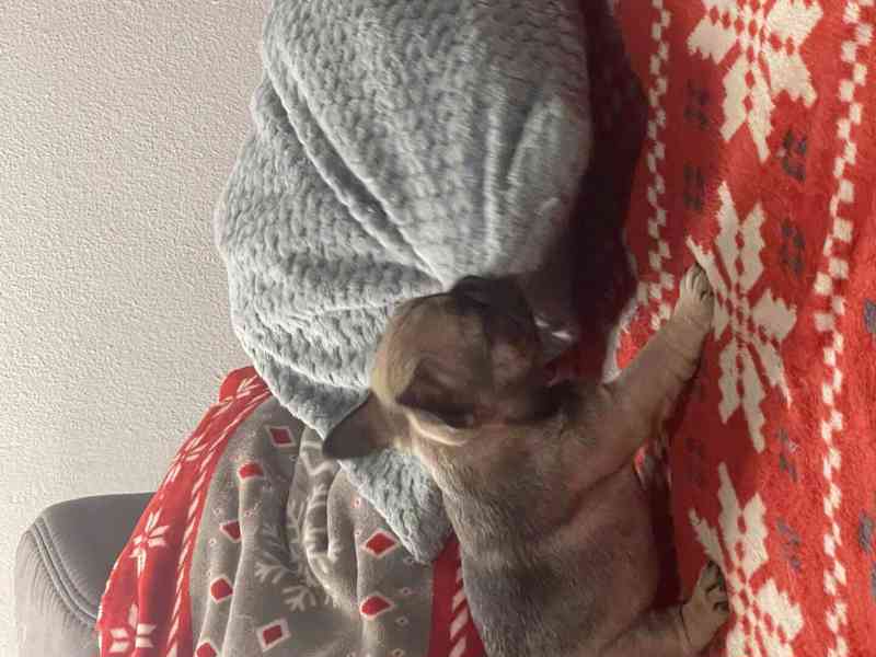 Štěně francozského buldočka - foto 4