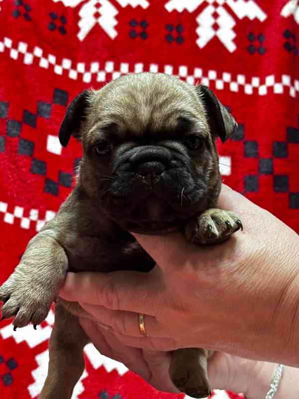 Štěně francozského buldočka - foto 3