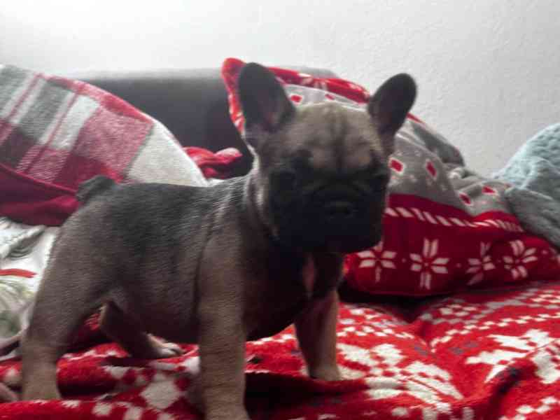Štěně francozského buldočka - foto 1