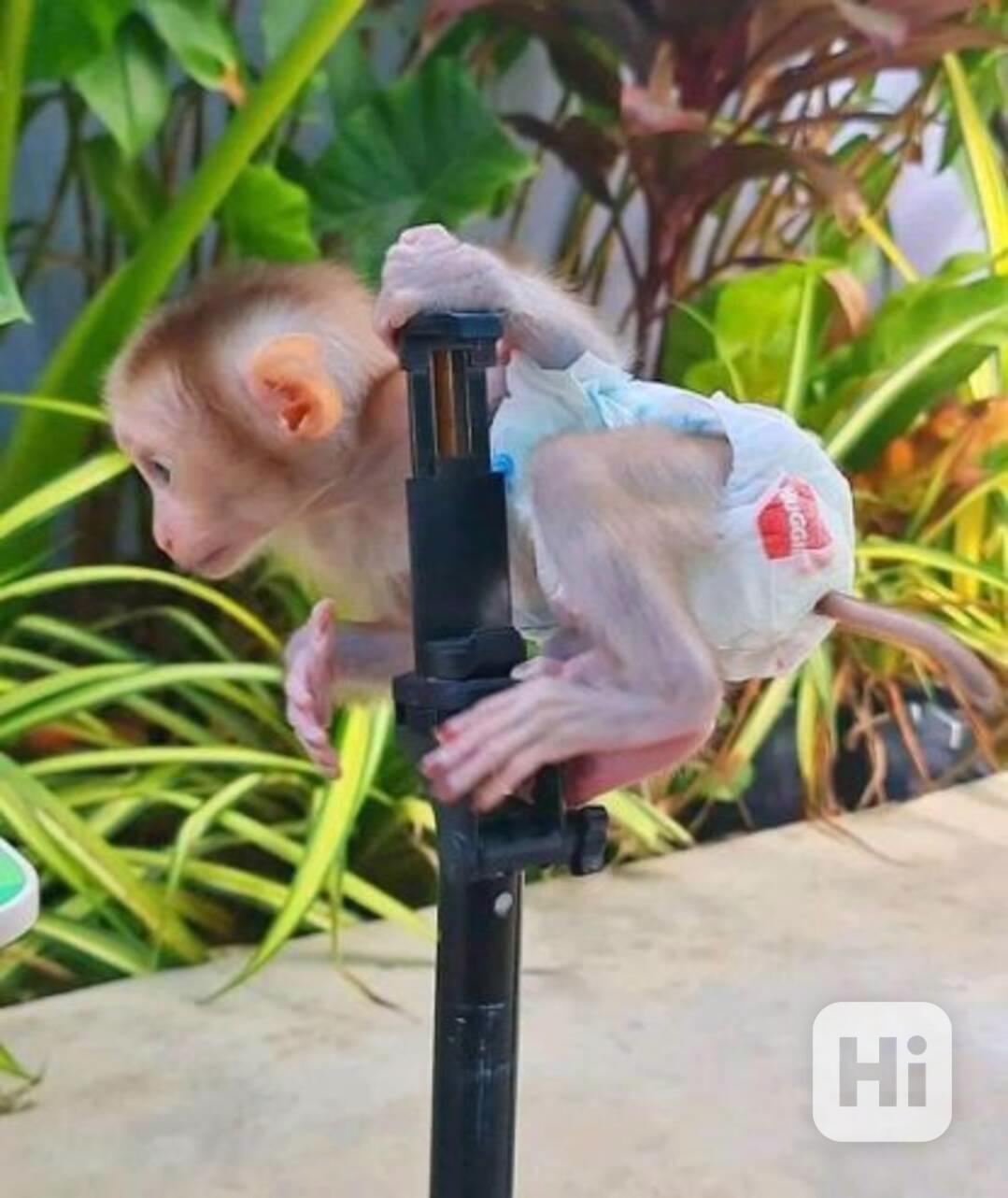 Rozkošní samci a samice kapucínských opic k adopci - foto 1