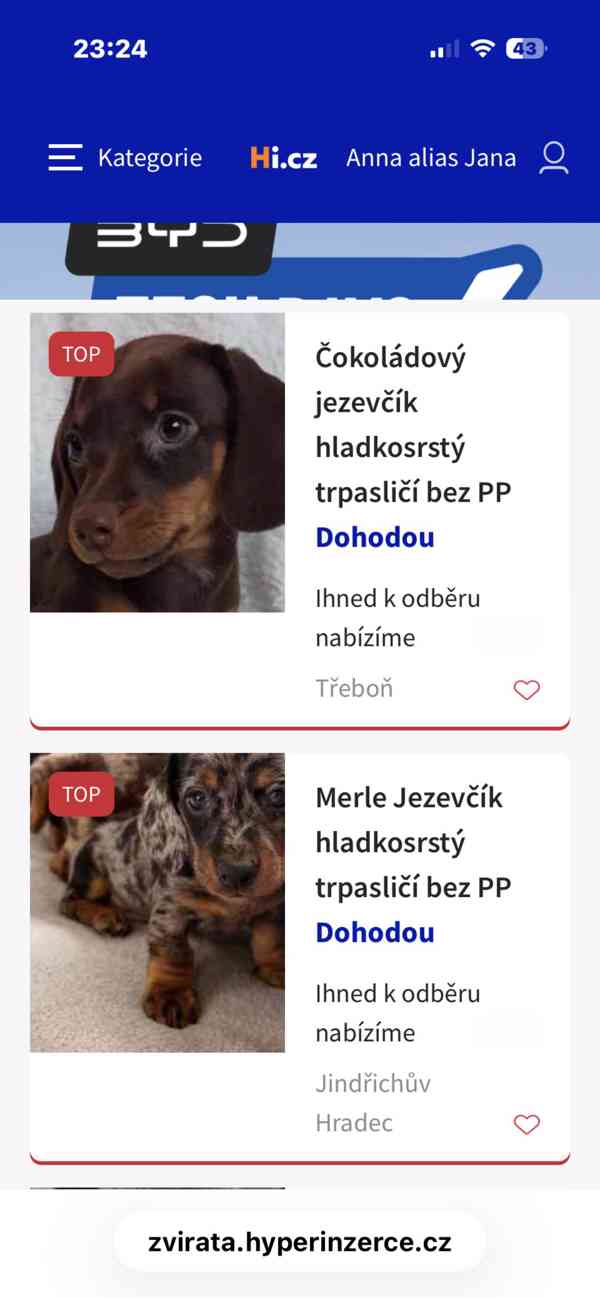 Jezevčík hladkosrstý trpasličí  - foto 2