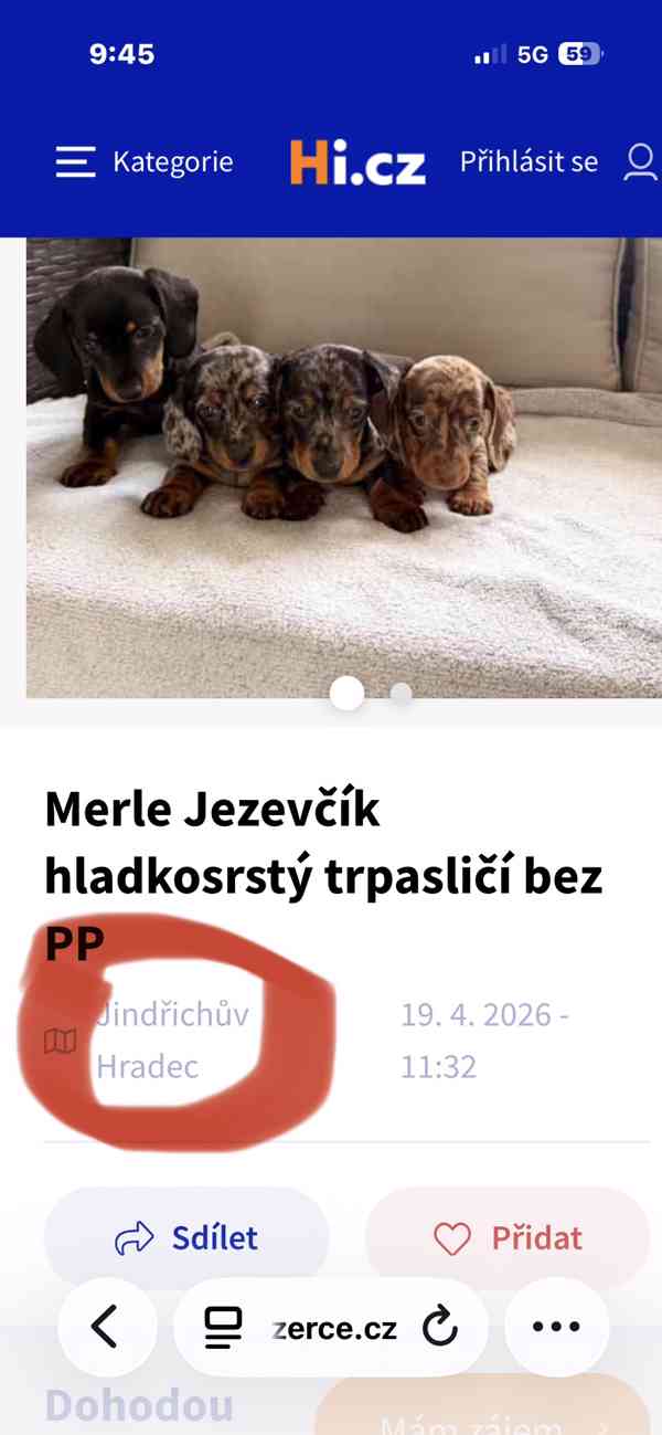 Jezevčík hladkosrstý trpasličí  - foto 3