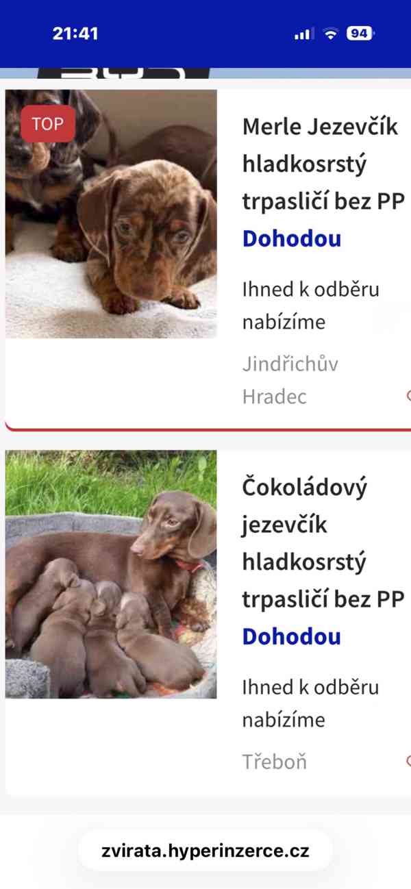 Jezevčík hladkosrstý trpasličí  - foto 4