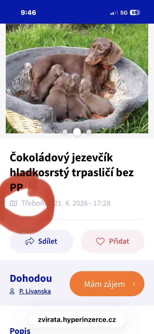Jezevčík hladkosrstý trpasličí  - foto 2