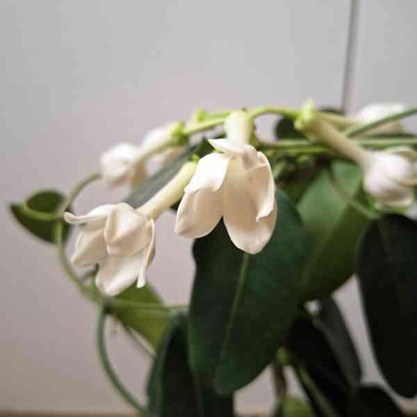 Stephanotis Floribunda - foto 2