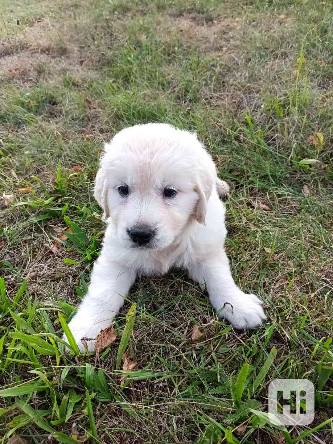 Zlatý retriever - foto 1