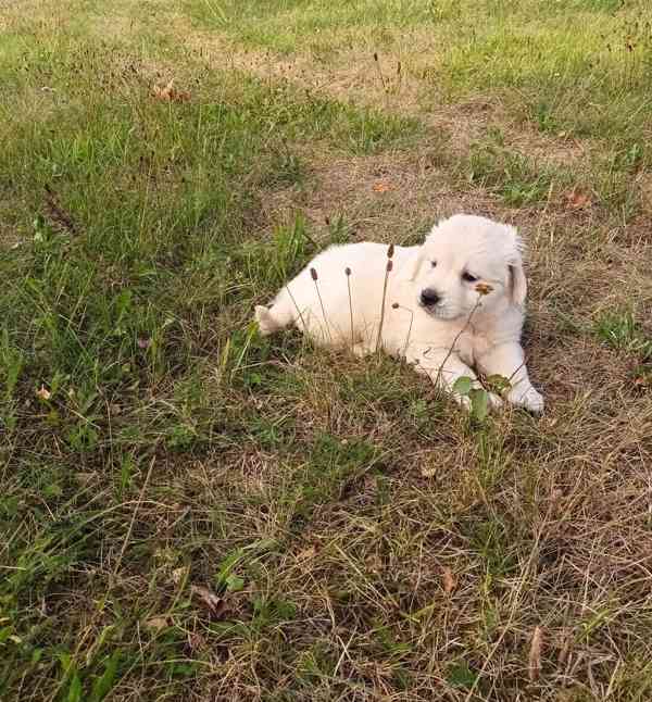 Zlatý retriever - foto 2