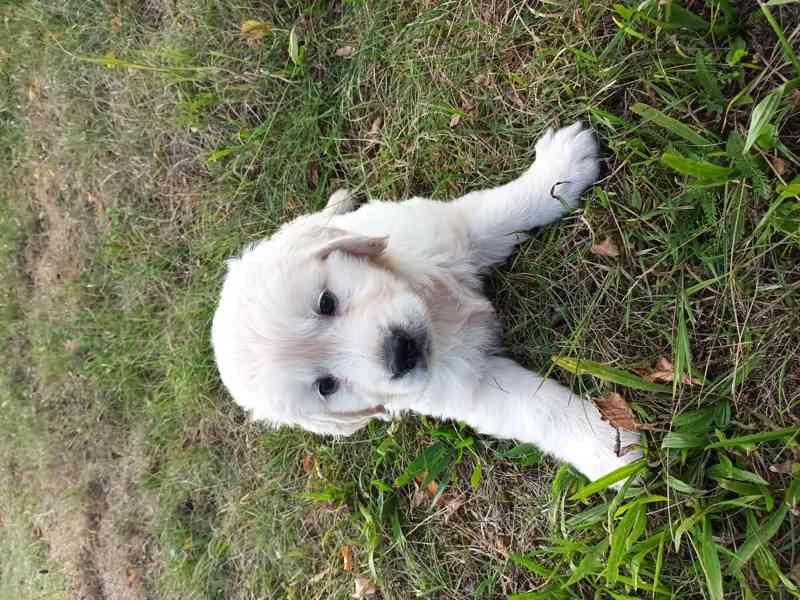 Zlatý retriever - foto 4