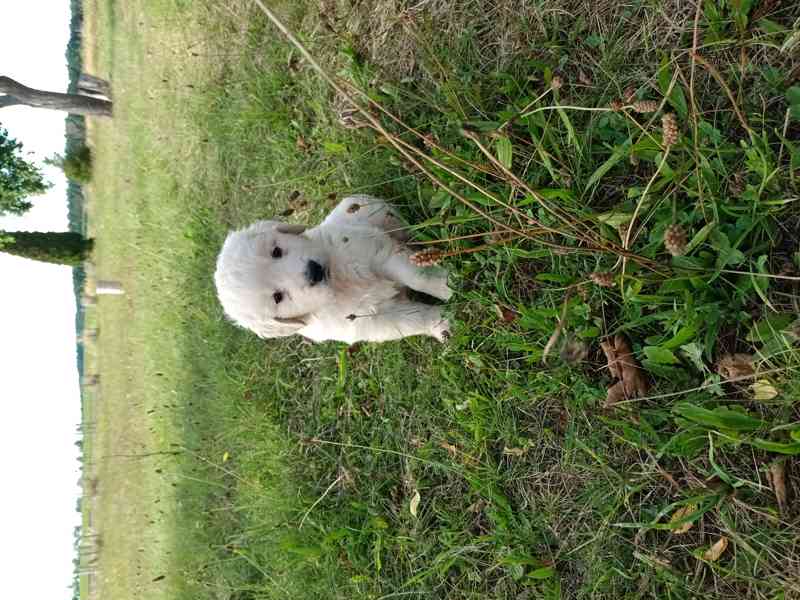 Zlatý retriever - foto 5