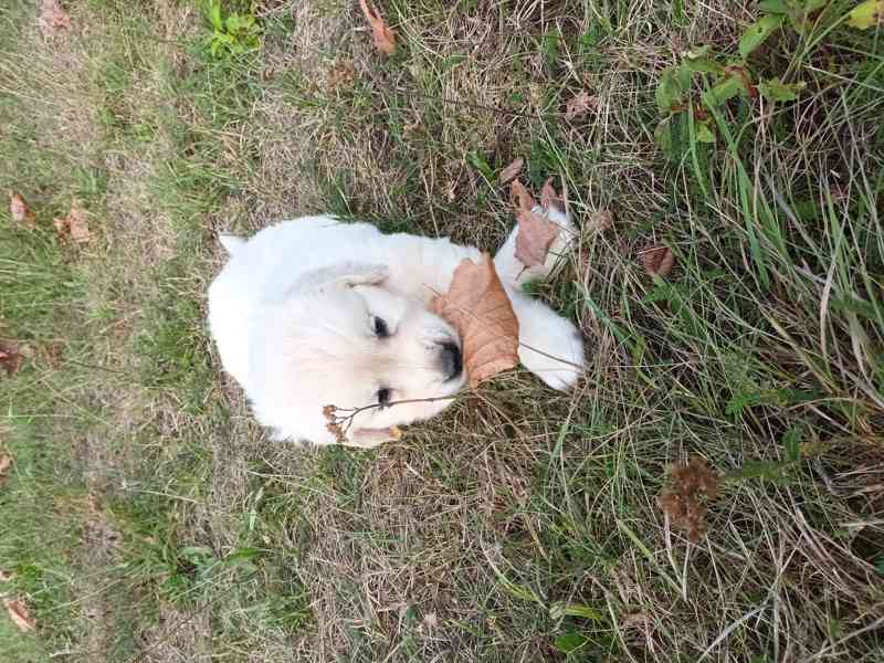 Zlatý retriever - foto 3