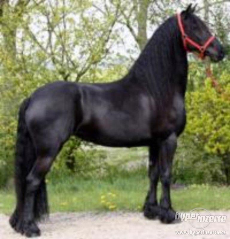 Černá Krásná frízská klisna, Kůň na prodej - foto 1