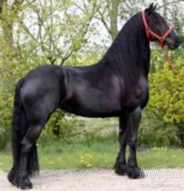 Černá Krásná frízská klisna, Kůň na prodej - foto 1