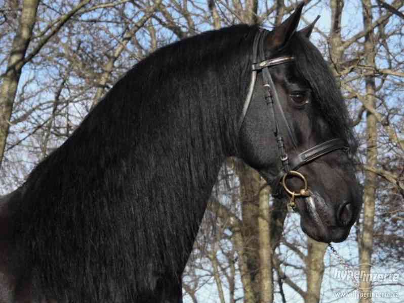 Černá Krásná frízská klisna, Kůň na prodej - foto 2