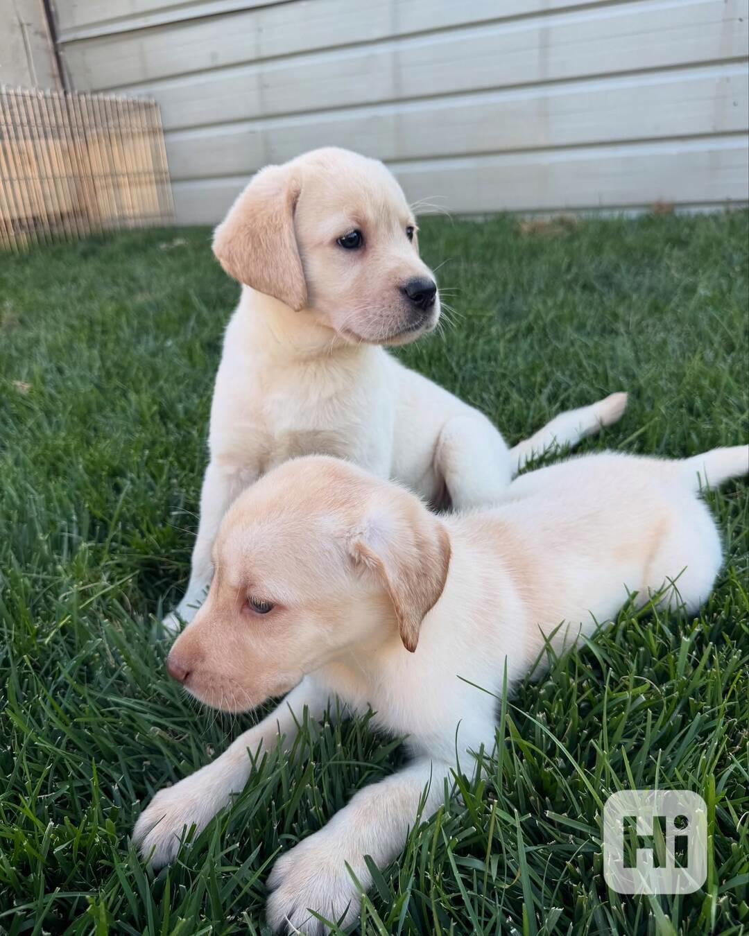 Labradorský retrívr - foto 1