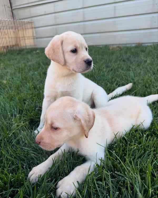 Labradorský retrívr - foto 1