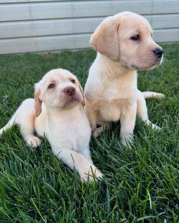 Labradorský retrívr - foto 2