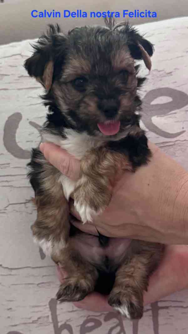 Jorkšírský teriér s PP - spaltbiewer - foto 4