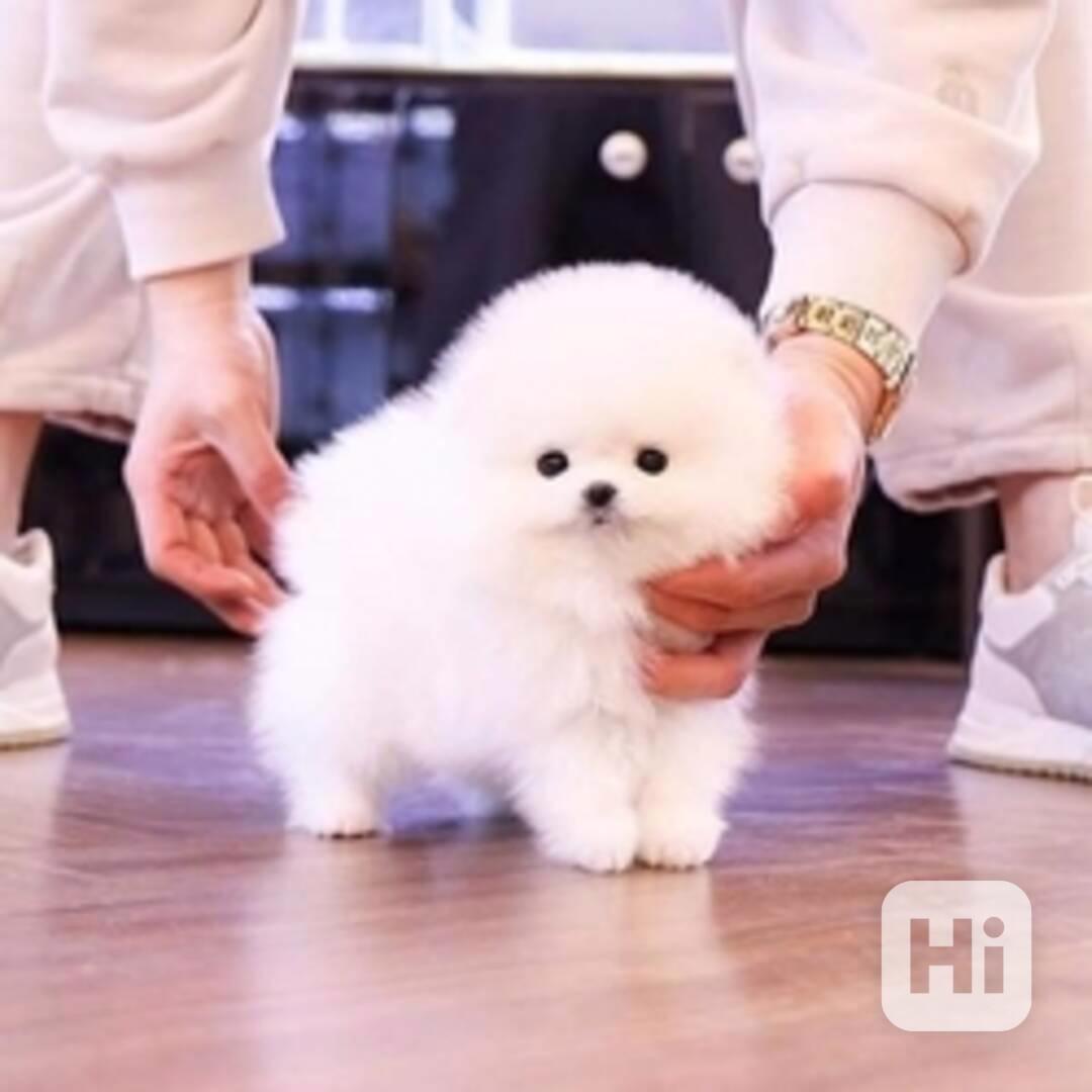 štěně pomeraniana v šálku k dispozici - foto 1