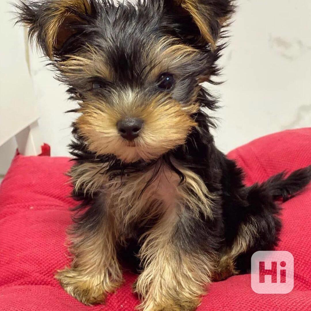 Jorkšírský terier - foto 1