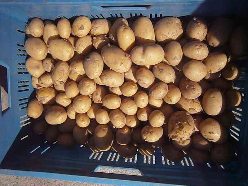 Prodám konzumní brambory a krmné brambory - foto 1