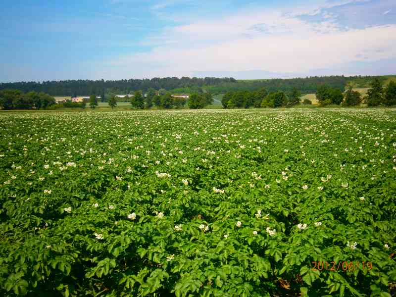Prodám konzumní brambory a krmné brambory - foto 2