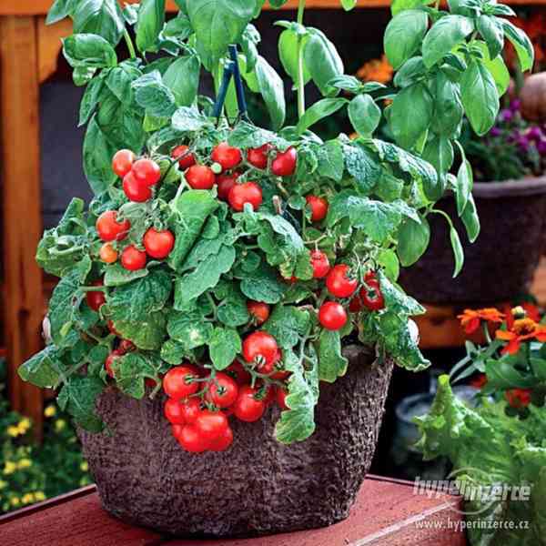rajče Red Robin - semena - foto 1