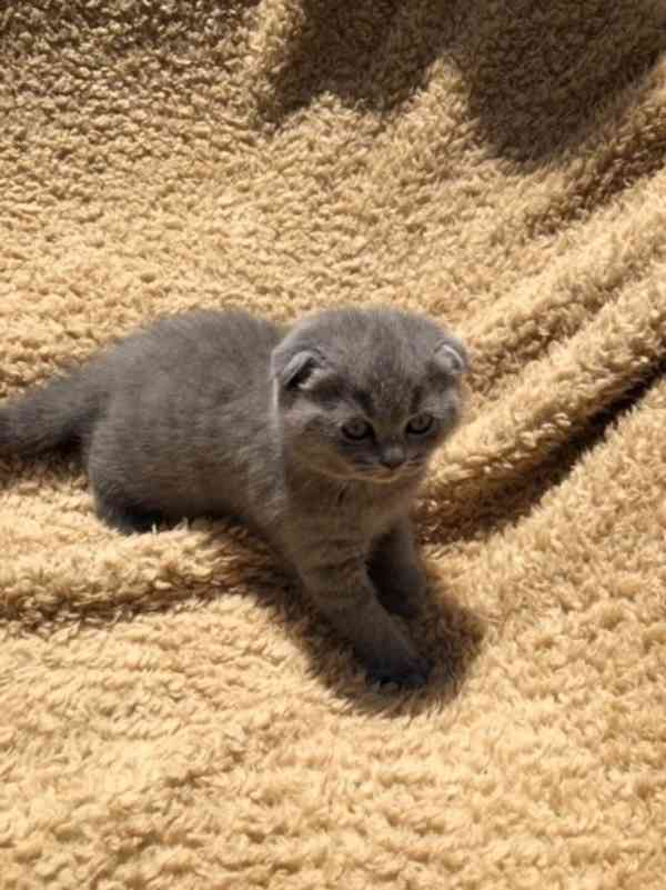 Scottish Fold Cats and Kittens na prodej - foto 1