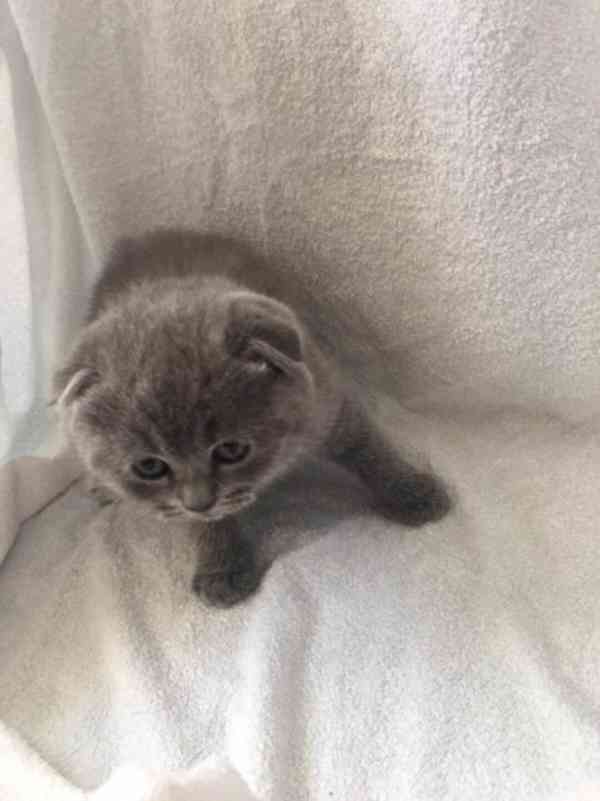 Scottish Fold Cats and Kittens na prodej - foto 2