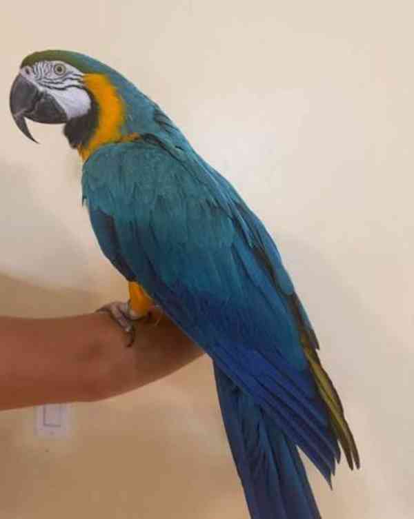 Ochočený Ara papoušci  - foto 4