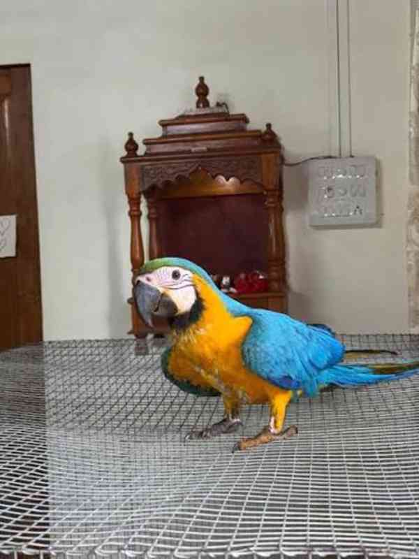 Ochočený Ara papoušci  - foto 3