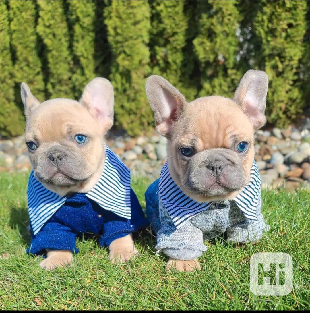 Nádherná štěňata francouzského buldočka k dispozici - foto 1