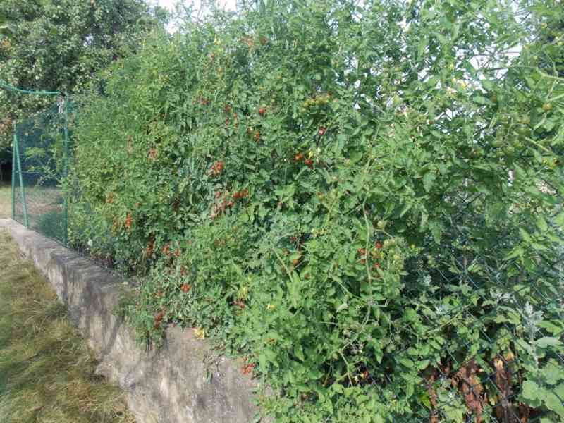 Rajče divoké - semena - foto 1