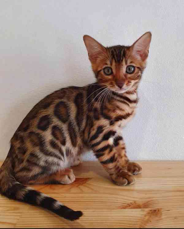 Bengálská kočka - foto 1