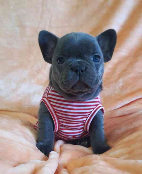 Francouzská buldok štěňata - foto 2