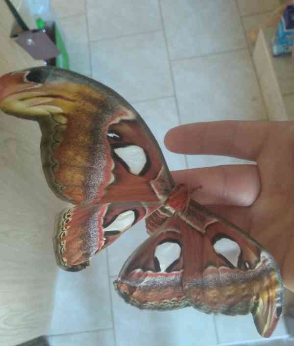 Atlas Velký (Attacus atlas) - foto 4